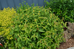 Kodiak Orange Diervilla (Diervilla 'G2X88544') at A Very Successful Garden Center