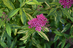 Double Play Painted Lady Spirea (Spiraea japonica 'Minspi') at Lakeshore Garden Centres