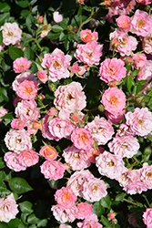 Oso Easy Petit Pink (Rosa 'ZLEMarianneYoshida') at A Very Successful Garden Center