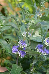 Beyond Midnight Caryopteris (Caryopteris x clandonensis 'CT-9-12') at A Very Successful Garden Center