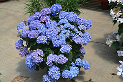 Let's Dance Blue Jangles Hydrangea (Hydrangea macrophylla 'SMHMTAU') at A Very Successful Garden Center