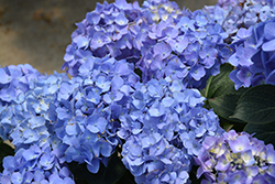 Let's Dance Blue Jangles Hydrangea (Hydrangea macrophylla 'SMHMTAU') at A Very Successful Garden Center