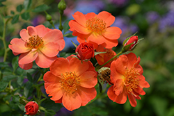 Oso Easy Paprika Rose (Rosa 'ChewMayTime') at Lakeshore Garden Centres