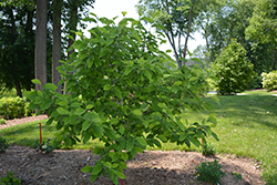 Koban Dori Cucumber Magnolia (Magnolia acuminata 'Koban Dori') at A Very Successful Garden Center