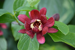 Simply Scentsational Sweetshrub (Calycanthus floridus 'SMNCAF') at Lakeshore Garden Centres
