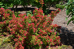 Sonic Bloom Red Reblooming Weigela (Weigela florida 'Verweig 6') at Lakeshore Garden Centres