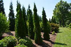Thin Man Arborvitae (Thuja occidentalis 'SMTOTM') at A Very Successful Garden Center