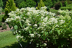 Honeymoon Hydrangea (Hydrangea paniculata 'Honeymoon') at A Very Successful Garden Center