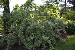 Variegated Fiveleaf Aralia (Acanthopanax sieboldianus 'Variegatus') at A Very Successful Garden Center