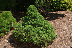 Dwarf Moss Falsecypress (Chamaecyparis pisifera 'Squarrosa Minima') at A Very Successful Garden Center
