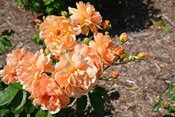 Color Cocktail Rose (Rosa 'Meilowmye') at Lakeshore Garden Centres