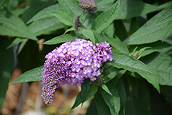 Pugster Amethyst Butterfly Bush (Buddleia 'SMNBDL') at Lakeshore Garden Centres