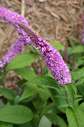 Lo & Behold Pink Micro Chip Butterfly Bush (Buddleia 'Pink Micro Chip') at Stonegate Gardens