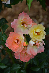 Color Cocktail Rose (Rosa 'Meilowmye') at Lakeshore Garden Centres