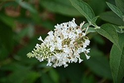 InSpired White Butterfly Bush (Buddleia 'ILVOargus1') at Stonegate Gardens