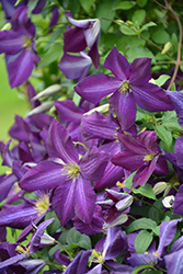 Happy Jack Purple Clematis (Clematis 'Zojapur') at A Very Successful Garden Center