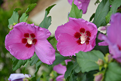 Lil' Kim Pink Rose of Sharon (Hibiscus syriacus 'Lil' Kim Pink') at Lakeshore Garden Centres