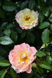 Oso Easy Honey Bun Rose (Rosa 'Scrivjean') at Lakeshore Garden Centres