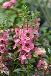 Angelface Pink Angelonia (Angelonia angustifolia 'Angelface Pink') at A Very Successful Garden Center
