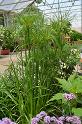 Papyrus (Cyperus papyrus) at A Very Successful Garden Center