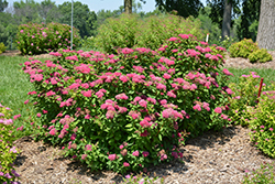 Double Play Red Spirea (Spiraea japonica 'SMNSJMFR') at A Very Successful Garden Center