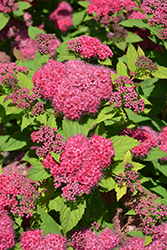 Double Play Red Spirea (Spiraea japonica 'SMNSJMFR') at Stonegate Gardens