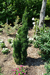 Matinecock Yew (Taxus x media 'Matinecock') at Lakeshore Garden Centres