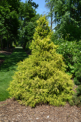 Golden Mop Falsecypress (Chamaecyparis pisifera 'Golden Mop') at Stonegate Gardens
