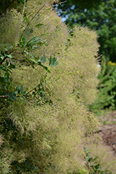 Young Lady Smokebush (Cotinus coggygria 'Young Lady') at A Very Successful Garden Center
