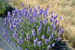 Super Lavender (Lavandula x intermedia 'Super') at Lakeshore Garden Centres