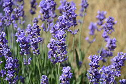 Super Lavender (Lavandula x intermedia 'Super') at A Very Successful Garden Center