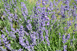 Dwarf Silver Lavender (Lavandula angustifolia 'Dwarf Silver') at A Very Successful Garden Center