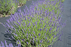 Royal Velvet Lavender (Lavandula angustifolia 'Royal Velvet') at A Very Successful Garden Center