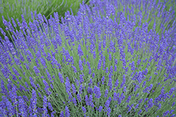 Tall Hidcote Lavender (Lavandula angustifolia 'Tall Hidcote') at A Very Successful Garden Center