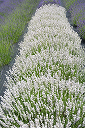 Melissa Lavender (Lavandula angustifolia 'Melissa') at A Very Successful Garden Center