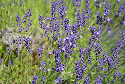 Provence Blue Lavender (Lavandula angustifolia 'Provence Blue') at Stonegate Gardens