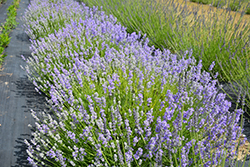 Blue Cushion Lavender (Lavandula angustifolia 'Blue Cushion') at A Very Successful Garden Center