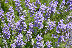 Blue Cushion Lavender (Lavandula angustifolia 'Blue Cushion') at Lakeshore Garden Centres