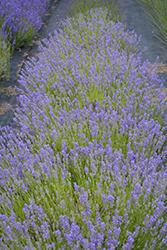 Sachet Lavender (Lavandula angustifolia 'Sachet') at A Very Successful Garden Center
