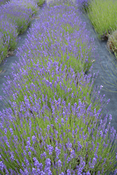 Purple Bouquet Lavender (Lavandula angustifolia 'Purple Bouquet') at Lakeshore Garden Centres