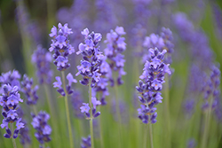 Purple Bouquet Lavender (Lavandula angustifolia 'Purple Bouquet') at A Very Successful Garden Center