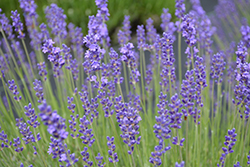 Betty's Blue Lavender (Lavandula angustifolia 'Betty's Blue') at A Very Successful Garden Center