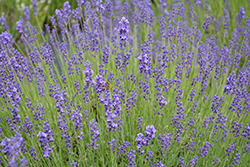 Betty's Blue Lavender (Lavandula angustifolia 'Betty's Blue') at Lakeshore Garden Centres