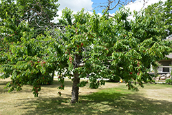 Bing Cherry (Prunus avium 'Bing') at A Very Successful Garden Center