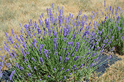 Dwarf Silver Lavender (Lavandula angustifolia 'Dwarf Silver') at A Very Successful Garden Center