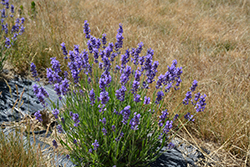 Hidcote Superior Lavender (Lavandula angustifolia 'Hidcote Superior') at Lakeshore Garden Centres