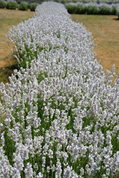 Ellagance Ice Lavender (Lavandula angustifolia 'Ellagance Ice') at A Very Successful Garden Center