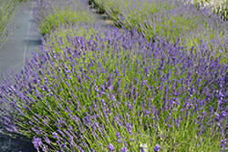 Provence Blue Lavender (Lavandula angustifolia 'Provence Blue') at A Very Successful Garden Center