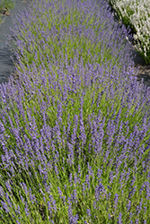 Royal Purple Lavender (Lavandula angustifolia 'Royal Purple') at A Very Successful Garden Center