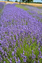 French Fields Lavender (Lavandula angustifolia 'French Fields') at A Very Successful Garden Center